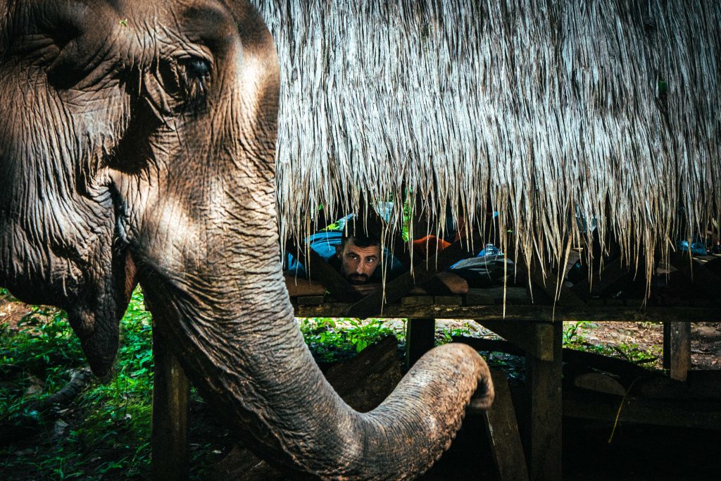 Photo de Princess dans le Sanctuaire pour éléphants de l'association Mondole Kiri project (cliquez pour faire un don) prise par Pierre Brillet @pierrebrilletz sur instagram