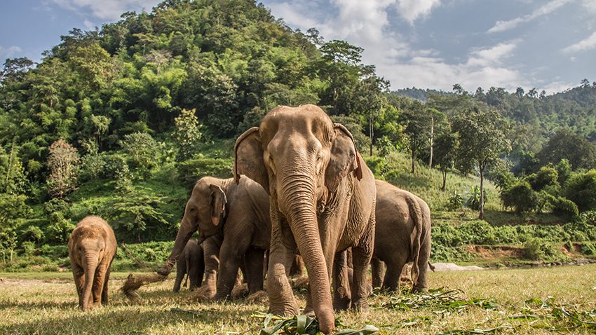 Voir des éléphants en Thaïlande – top 4 des sanctuaires éthiques