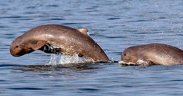 5 faits intéressants sur les dauphins de l’Irrawaddy