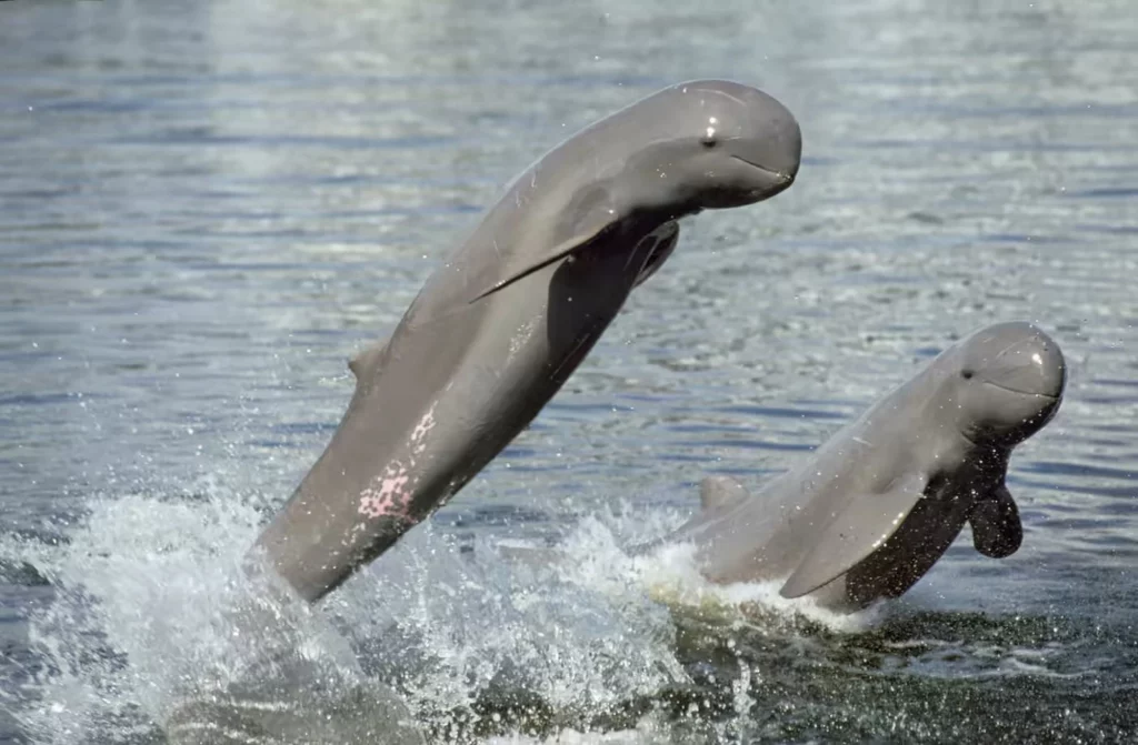 dauphins de l'Irrawaddy - Source photo Báo Thanh Niên