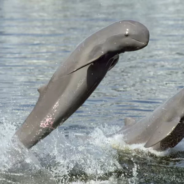 dauphins de l'Irrawaddy - Source photo Báo Thanh Niên