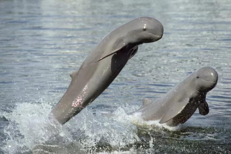 dauphins-de-lirrawaddy-source-photo-bao-thanh-nien
